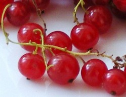 pirosribiszke