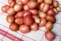 ujkrumpli